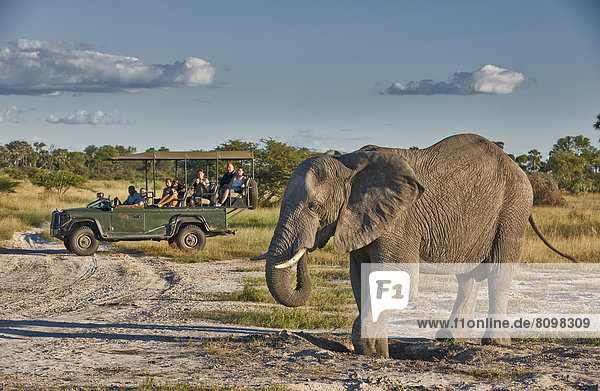 Touristen im Jeep und afrikanischer Elefant,  Loxodonta africana,  Chitabe,  Okavangodelta,  Botswana,  Südafrika,  Afrika