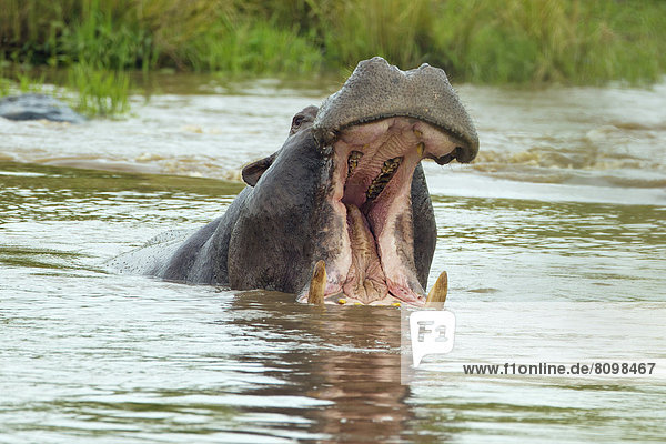 Flusspferd (Hippopotamus amphibius) mit aufgerissenem Maul