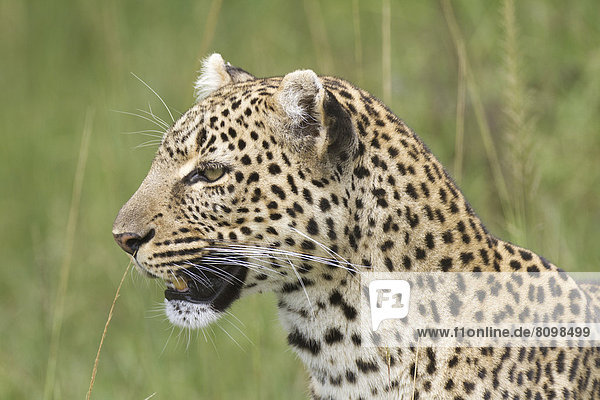 Leopard (Panthera pardus)  Portrait