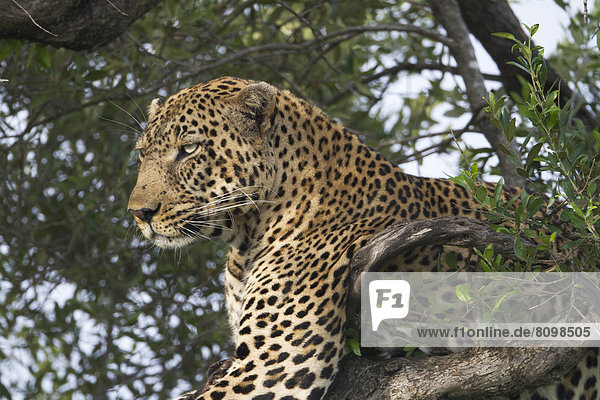 Leopard (Panthera pardus) auf einem Baum