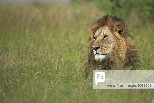 Löwe (Panthera leo)  männlich  im hohen Gras