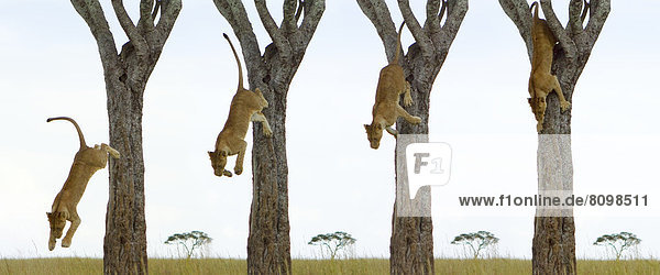 Sequenz Löwin (Panthera leo) springt von einem Baum