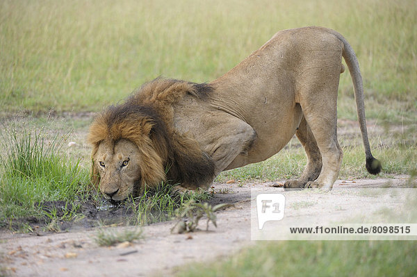 Löwe (Panthera leo) männlich beim Trinken