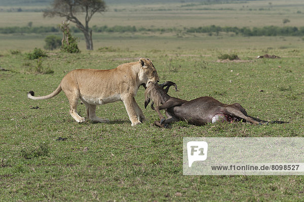 Löwin (Panthera leo) schleift ein getötetes Gnu in ein Versteck