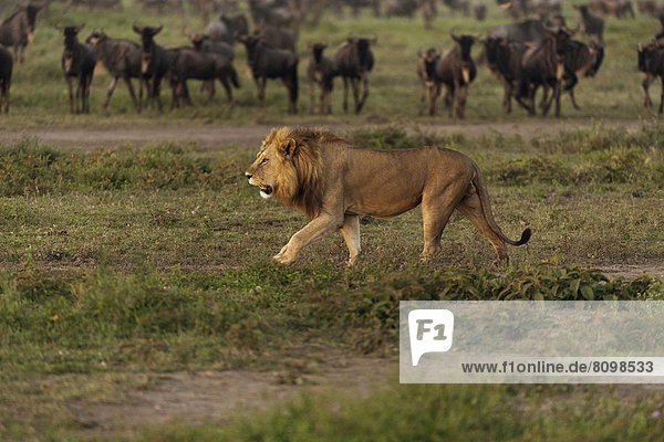 Löwe (Panthera leo)  männlich  vor einer Gnuherde