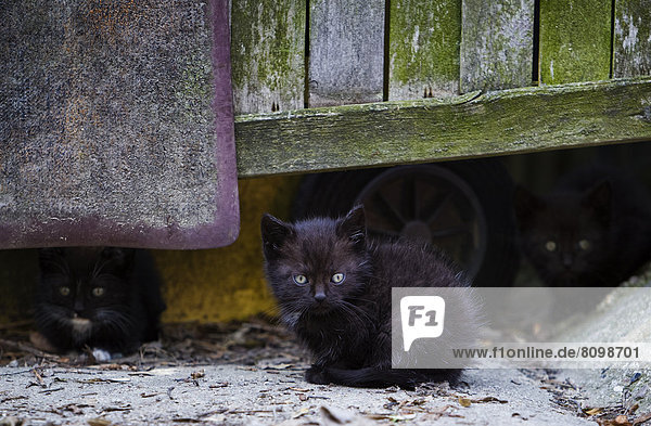 Drei schwarze Kätzchen auf einem Bauernhof