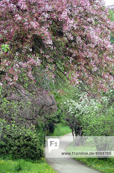Crabapple tree  Potsdam  Brandenburg  Germany  Europe
