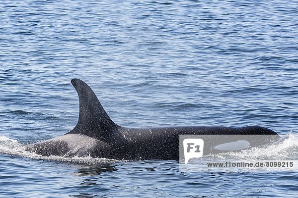 Vereinigte Staaten von Amerika  USA  Schwertwal  Orcinus orca  Nordamerika