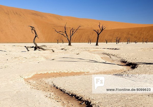 entfernt Baum Sand Namibia Namib Namib Naukluft Nationalpark Düne Afrika antik Dead Vlei getrocknet Schlamm