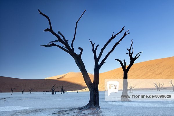 Morgen baden Baum Silhouette Beleuchtung Licht Turm Sand Namibia Namib Namib Naukluft Nationalpark Düne Afrika getrocknet Schlamm alt