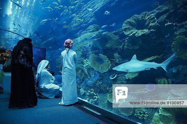 Aquarium  Mall of the Emirates Commercial Center  Dubai  United Arab Emirates  Middle East