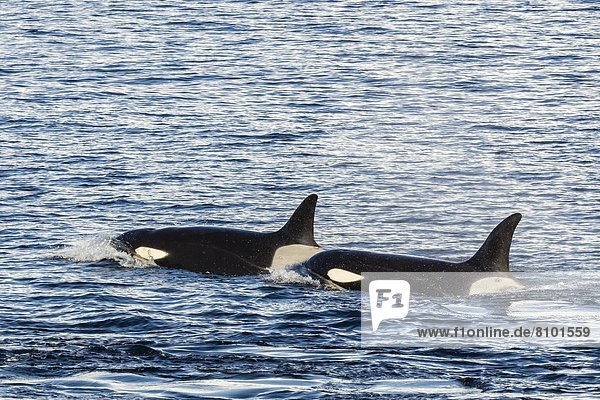Schwertwal  Orcinus orca  nahe  geselliges Beisammensein  Reise  Wal  Antarktis  Halbinsel  Knüpfen von Kontakten  Meerenge