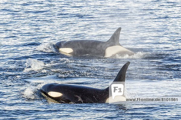 Schwertwal  Orcinus orca  nahe  geselliges Beisammensein  Reise  Wal  Antarktis  Halbinsel  Knüpfen von Kontakten  Meerenge