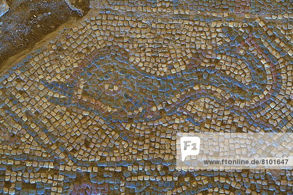 Delphin Delphinus delphis Europa Zypern Dalbe Mosaik