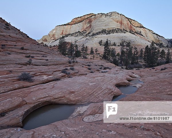 Vereinigte Staaten von Amerika  USA  Felsbrocken  Morgendämmerung  Nordamerika  Zion Nationalpark  Utah