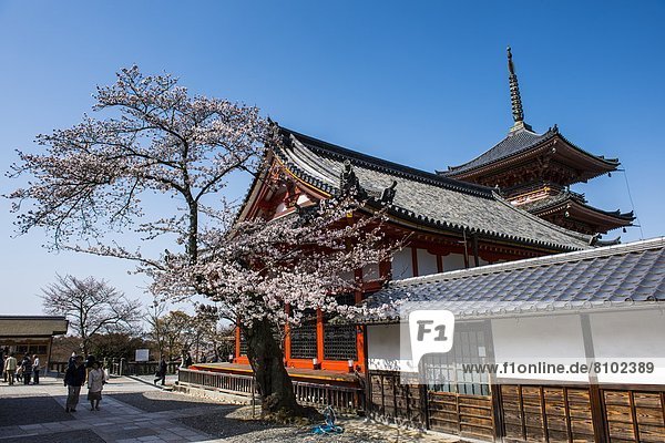 Cherry blossom in the Kiyomizu-dera Buddhist Temple  UNESCO World Heritage Site  Kyoto  Japan  Asia
