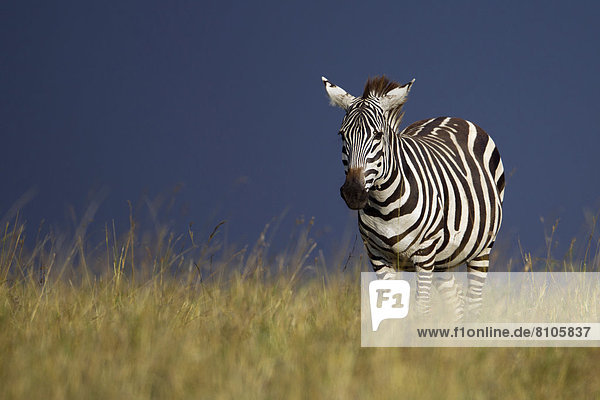 Böhm-Zebra (Equus quagga boehmi) im aufziehenden Gewitter