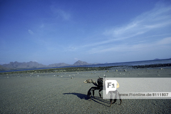 Southeast Asia Sky Clouds Sand Beach Water Mountains Cliffs Shadow Stones Pebbles One Crab Nobody Moving Walking Decapod Pincers Landscape Outdoors Day Side View Horizontal Color Image Photography