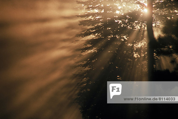 North America USA California Trees Sun Sun Rays Rays Beam Sky Forest Nobody Still Nature Peaceful Beautiful Calm Tranquil Outdoors Dawn Morning Dusk Evening Low Angle View Blurred Horizontal Color Image Photography