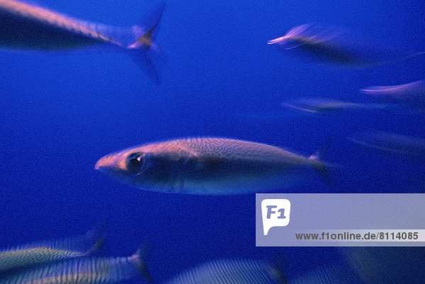USA California Water Fishes Nobody Swimming Looking Marine Aquatic Aquarium Sardine Wildlife Unity Uniformity Underwater Indoors Side View Blurred Horizontal Color Image Photography