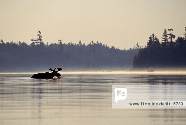 North America USA Maine Sky Trees Water River Reflection Silhouette One Animal Animal Beast Moose One Nobody Still Stillness Standing Swimming Cooling Tranquil Serene Solitude Wildlife Outdoors Morning Side View Horizontal Color Image Photography