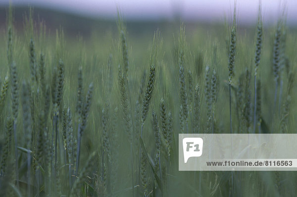 USA Washington Grass Field Green Nobody Still Pleasant Peaceful Greenery Growth Calm Outdoors Day Front View Close-Up Blurred Horizontal Color Image Photography