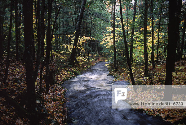 North America USA Maine Trees Rocks Water Stream Stems Leaves Forest Nobody Flow Fast Nature Jungle Dense Scenic Tranquil Solitude Sound Autumn Outdoors Day Side View horizontal color image photography