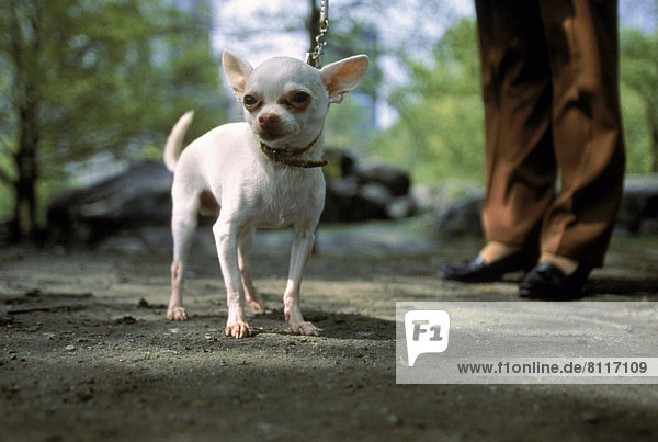 North America USA New York Ground Trees Shadow One Dog One Chihuahua Young Dog Leash One Person Human Legs One Woman Standing Holding Stroll Looking Cute Small Care Love Walk Pets Domestic Tame Outdoors Day Side View Horizontal Color Image Photography