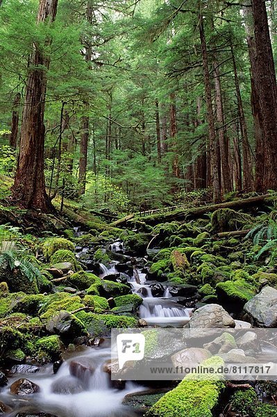Vereinigte Staaten von Amerika  USA  Tal  Wald  Stilleben  still  stills  Stillleben  Bach  Olympic Nationalpark