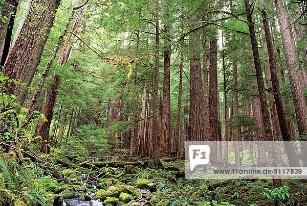 Vereinigte Staaten von Amerika  USA  Tal  Wald  Stilleben  still  stills  Stillleben  Bach  Olympic Nationalpark