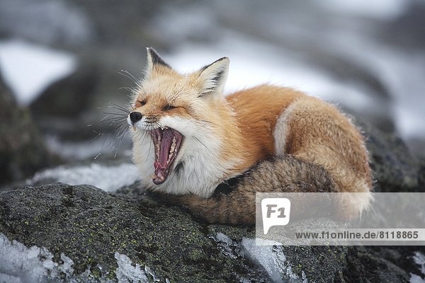 Animals In The Wild Cold Temperature Color Image Curled Up Day Horizontal Ice Mountain Mountain Peak Mouth Open Mt. Washington New Hampshire Nobody Non-Urban Scene One Animal Outdoors Photography Red Fox Rock Selective Focus Snow USA Wildlife Winter Yawning