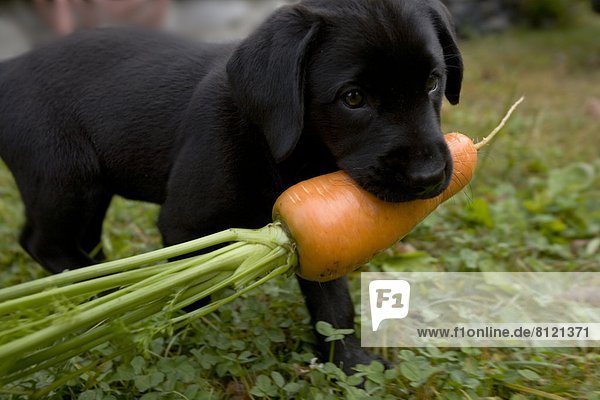 Animal Biting Carrot Carrying Color Image Cute Day Dog Domestic Animals Food And Drink Freshness Front or Back Yard Grass Holding Horizontal Labrador Retriever Lawn Maine Nobody One Animal Organic Outdoors Pets Photography Puppy Selective Focus USA Vegetable Young Animal small