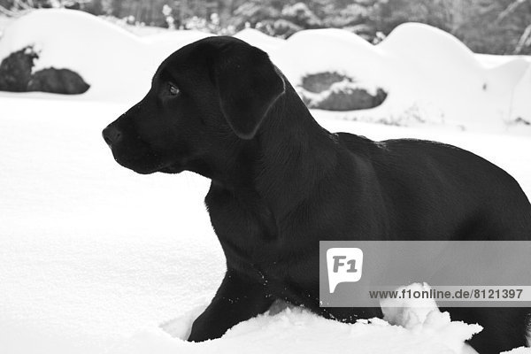 Animal Cold Temperature Color Image Copy Space Cute Day Dog Domestic Animals Exploration Field Horizontal Labrador Retriever Maine Nobody One Animal Outdoors Pets Photography Puppy Rock Selective Focus Snow USA Winter Young Animal