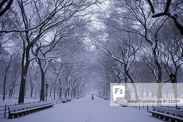 Bare Tree Bench Branch Central Park Color Image Distant Famous Place Horizontal New York City New York State North America One Person Outdoors Park Photography Snow Tree Treelined Unrecognizable Person USA Vanishing Point White Winter
