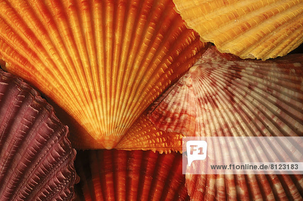 Close-Up Color Image Colorful Covering Full Frame Horizontal Invertebrate Medium Group Of Objects Natural Nobody Orange Photography Scallop Seashells Shell Texture Backgrounds Nature mollusks