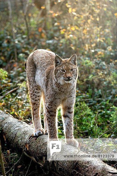 Siberian Lynx  lynx lynx wrangeli  Adult standing on Branch