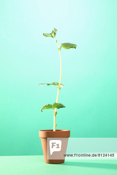 Studioaufnahme einer jungen Saubohnenpflanze im Terrakotta-Topf