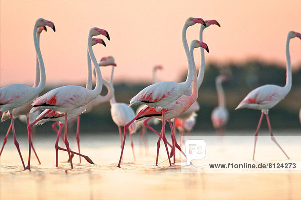 Flamingogruppe im Morgengrauen  Region Oristano auf Sardinien  Italien
