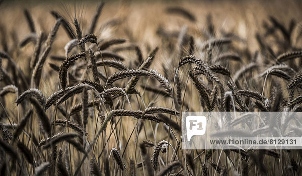 Weizenähren  Getreidefeld