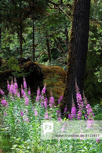 Vereinigte Staaten von Amerika  USA  Olympic Nationalpark  Weidenröschen  Washington State