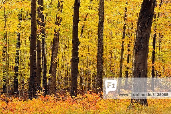 Vereinigte Staaten von Amerika USA Farbe Farben spät Wald Herbst Parkett Buche Buchen Ahorn Michigan