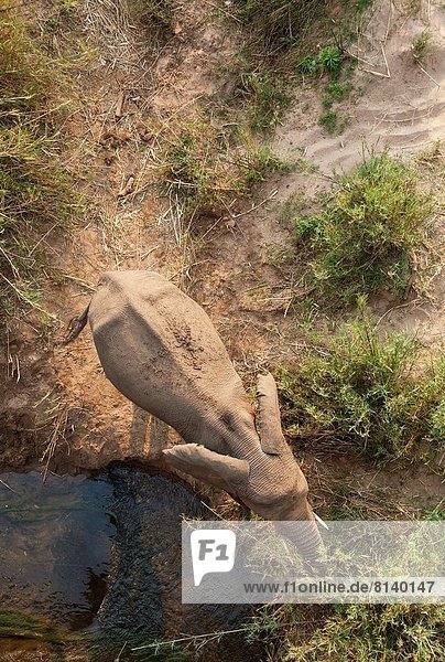 Südliches Afrika  Südafrika  Hausrind  Hausrinder  Kuh  Fluss  Elefant  füttern  trinken  Kruger Nationalpark  Kuh  Schilf