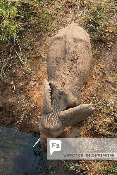 Südliches Afrika  Südafrika  Hausrind  Hausrinder  Kuh  Fluss  Elefant  trinken  Kruger Nationalpark  Bank  Kreditinstitut  Banken  Kuh