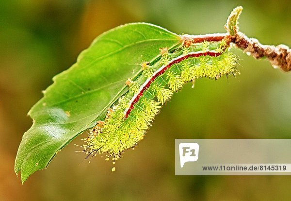 Vereinigte Staaten von Amerika  USA  Pflanzenblatt  Pflanzenblätter  Blatt  essen  essend  isst  Raupe  Florida  Hibiskus  IO  Motte