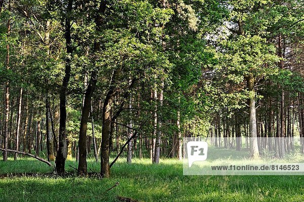 Frankreich Europa Wald Wiese Unterholz Kochmütze Prärie