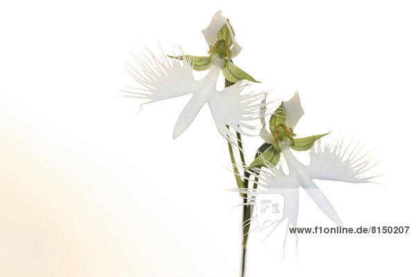 Fringed orchid