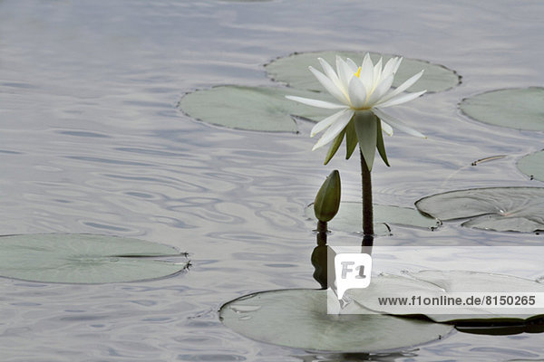 Lotus flower