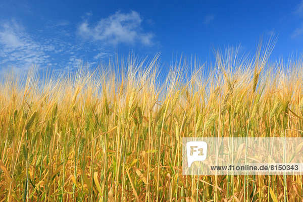 Barley field and sky  Hokkaido