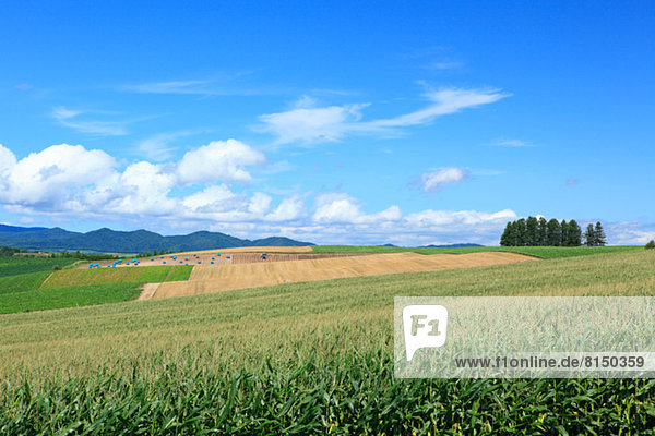 Hokkaido countryside