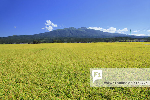 Rice field and Mt.Chokai  Yamagata prefecture